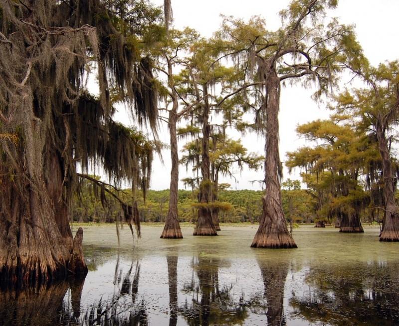 Caddo04 800x653